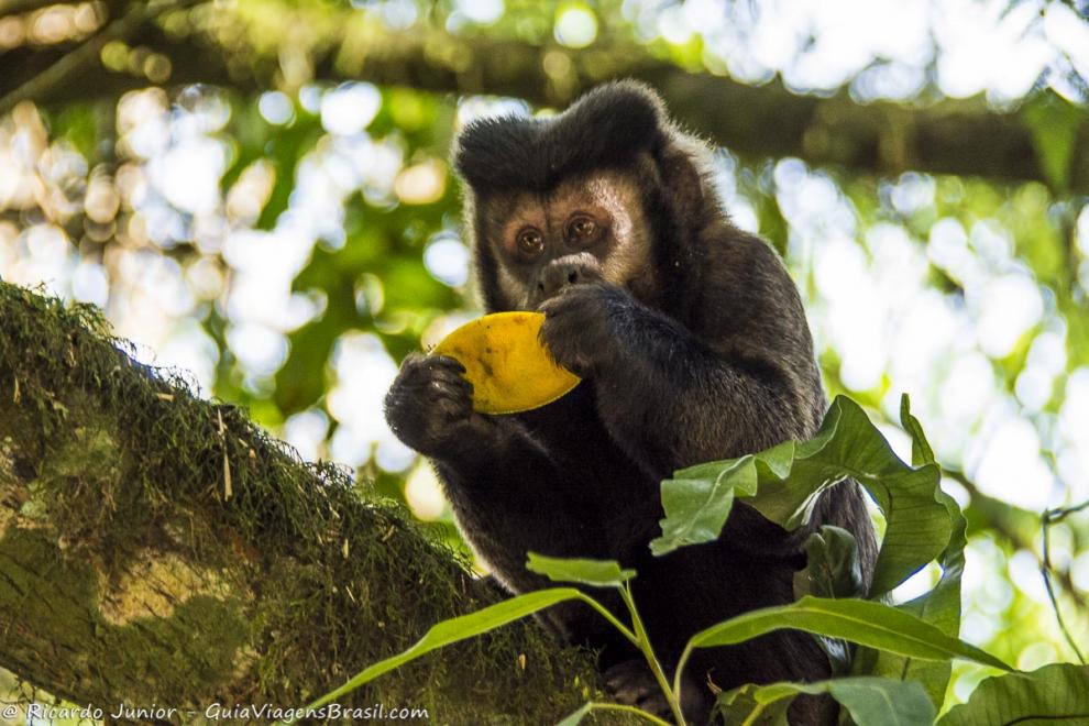 Imagem  de um macaco comendo uma fruta no Parque de Itatiaia.